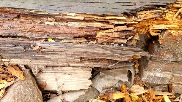 istock Log fence wall. Wooden boards destroyed by beetle. Selective focus 2184986819