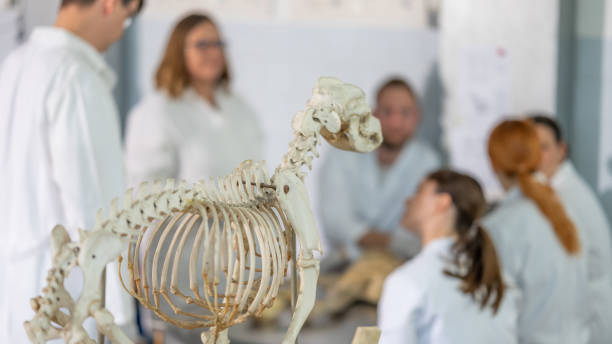 istock Veterinary Students Study Canine Anatomy with Dog Skeleton 2184989012