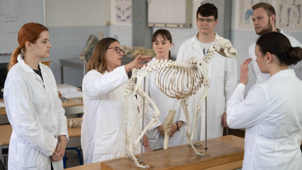 istock Veterinarian Lecture on Animal Anatomy 2184989014