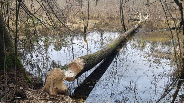 istock Fallen aspen. A thick aspen trunk, gnawed by a beaver, lies in the water. Selective focus 2184989103