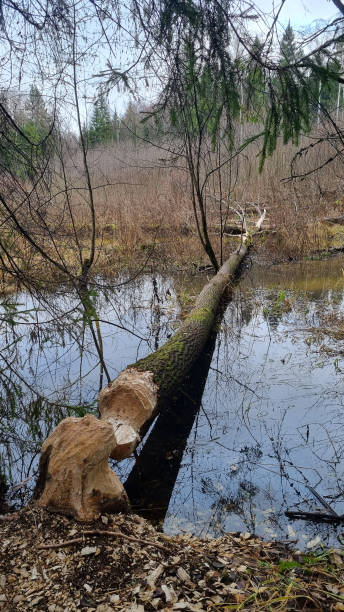 istock Fallen aspen. A thick aspen trunk, gnawed by a beaver, lies in the water. Selective focus 2184989110