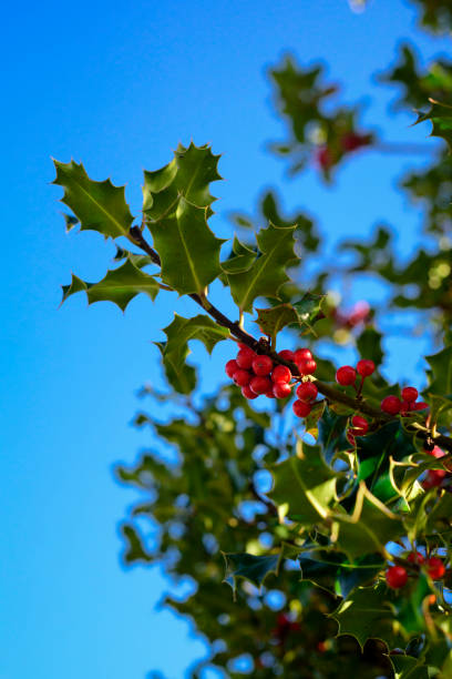 istock Red fruits in holly branches 2184991537