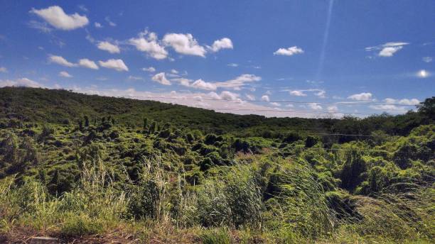istock Grass in the foreground and vegetation in the background on a clear day. 2184991768