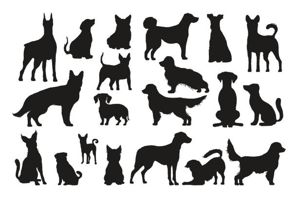 ilustraciones, imágenes clip art, dibujos animados e iconos de stock de siluetas de perros. formas de perrito negro de diferentes razas, lindos animales domésticos de pie, caminando, sentados. colección de cachorros vectoriales - silueta