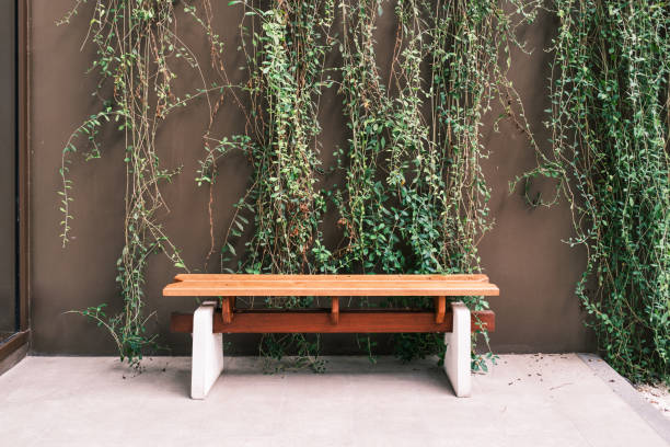 Rustic wooden bench stands against a lush green ivy wall