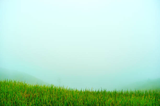 Lush rice fields terrace with foggy covered in the sky at the morning