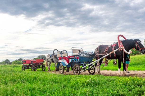 A pair of sturdy draft horses in harness pulling a decorated wooden cart with a blue canopy across a grassy meadow, creating a vivid rural scene of traditional countryside transport.