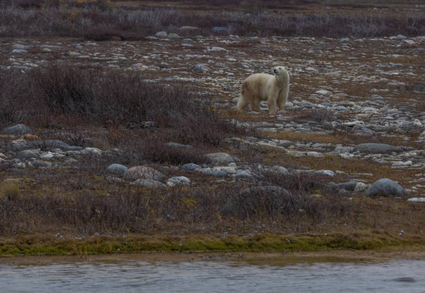 istock Watching by the Polar Shore, Polar Bear, Churchill, Canada 2184993083