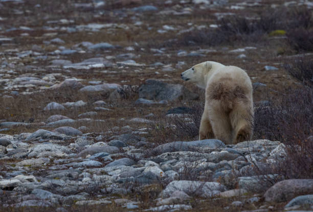 istock A Glance Back on the Arctic Plains, Polar Bear, Churchill, Canada 2184993084