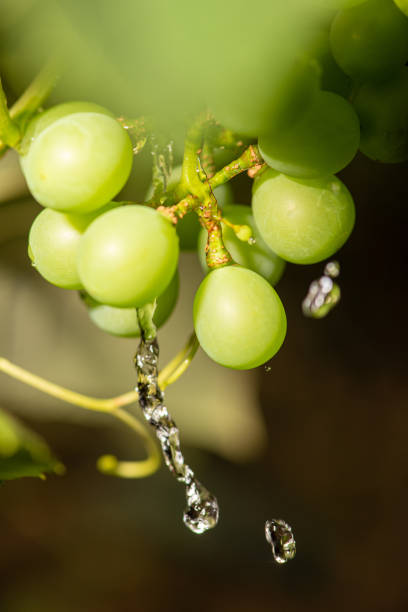 Grapes with water drops, beautiful grape box with water drops forming beautiful designs. Selective focus.