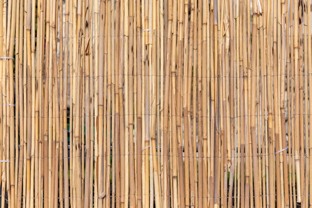 harmonic pattern of dried brown bamboo as fence background with copy space