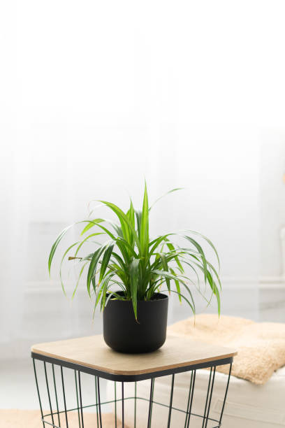 istock Potted Plant on White Background 2184995623