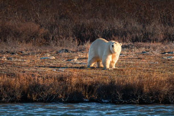istock Discovering the Polar King in Churchill, Canada 2184995791