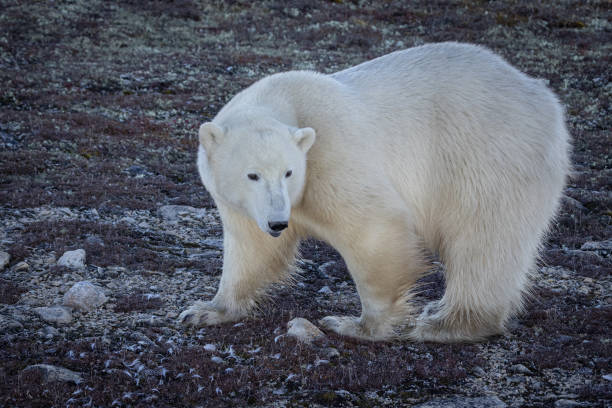 istock Alert Polar Bear, Churchill, Canada 2184995798
