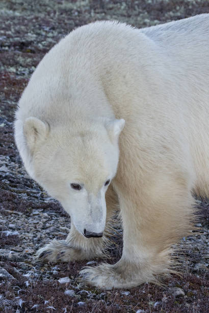 istock The Contemplative Polar Bear, Churchill, Canada 2184995799