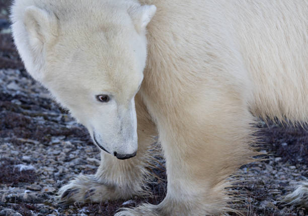 In the wilderness of Churchill, this polar bear lowers its head with a hint of humility and caution, adding charm to its gentle presence.