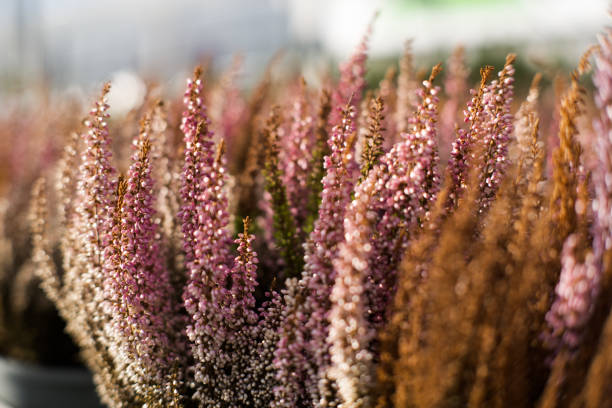 Heathers, blooming colorful autumn flowers.