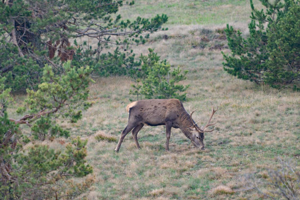 Red deer Cervus elaphus in the wild, eating in a clearing in the forest.