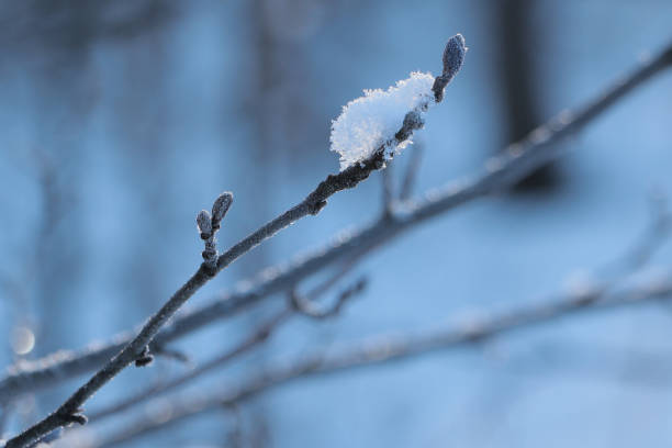 A twig with a bud in winter. Blue light. Twilight. The snow is sparkling. Close-up. Cold season, Russia. Idyllic
