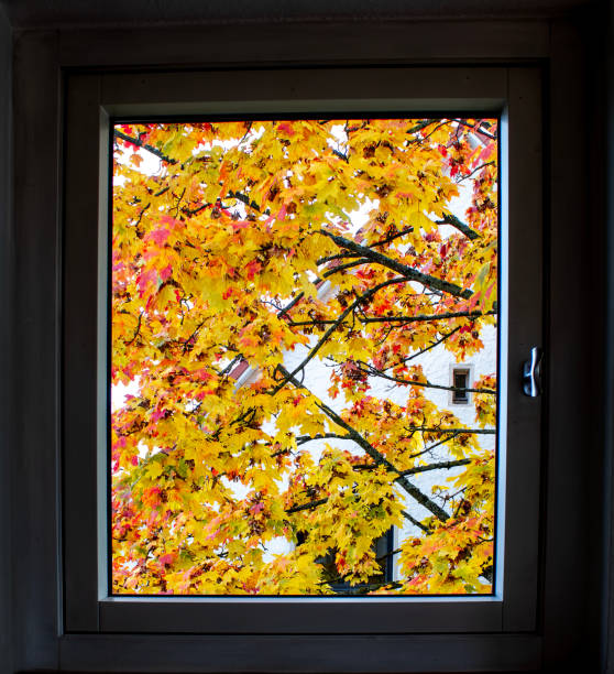 istock The window overlooks autumn yellow trees. An autumn window frame highlights the vibrant fall foliage and captures the essence of a cool fall day 2184998380