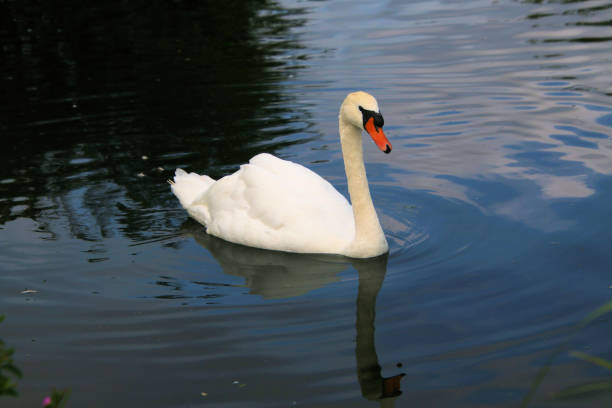 istock A view of a Mute Swan 2184999697