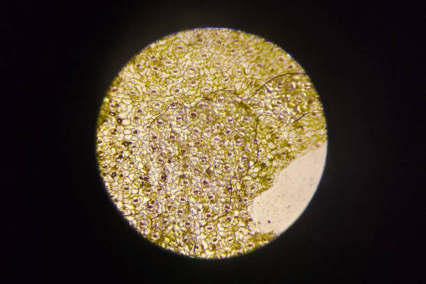 Green Plant Cells Under Microscope. Chloroplasts in Plant Cells. Chloroplast Under a Microscope. Cell Structure View of Leaf Surface Showing Plant Cells Under Microscope For Education.