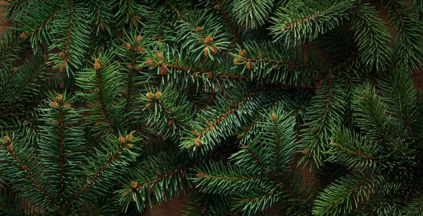 istock Background for Christmas and winter holidays. Fresh evergreen branches create a lush forest texture. 2185001073