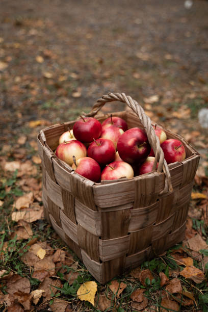 ripe green red apples in a wicker basket
