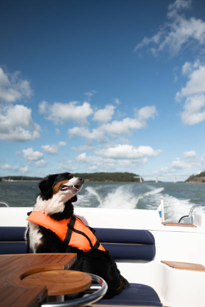 istock Dog with Life Vest on a Boat 2185001156