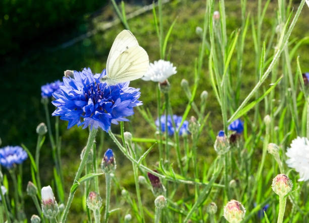 Butterfly on a cornflower flower on a sunny day. Summer landscape.