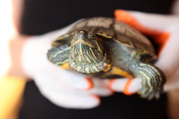 istock People care for and play with a pet red-eared turtle. 2185003891