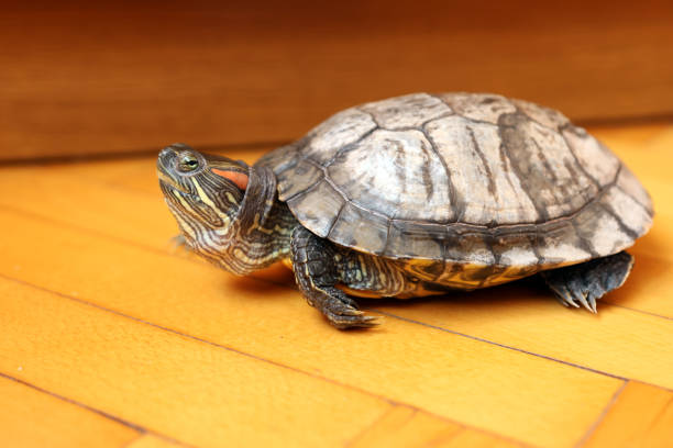istock People care for and play with a pet red-eared turtle. 2185003893