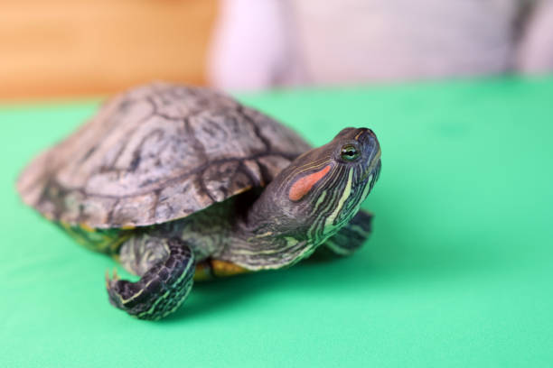 istock People care for and play with a pet red-eared turtle. 2185004146