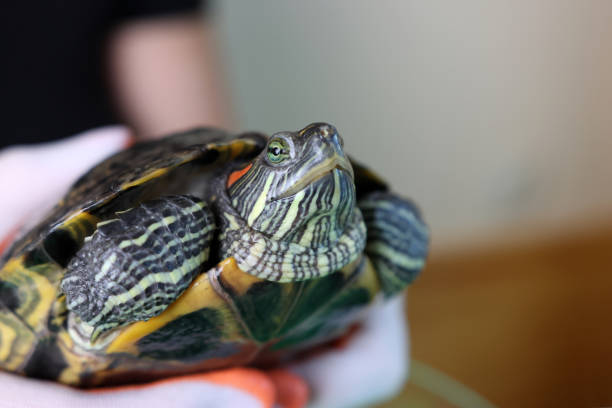 istock People care for and play with a pet red-eared turtle. 2185004359
