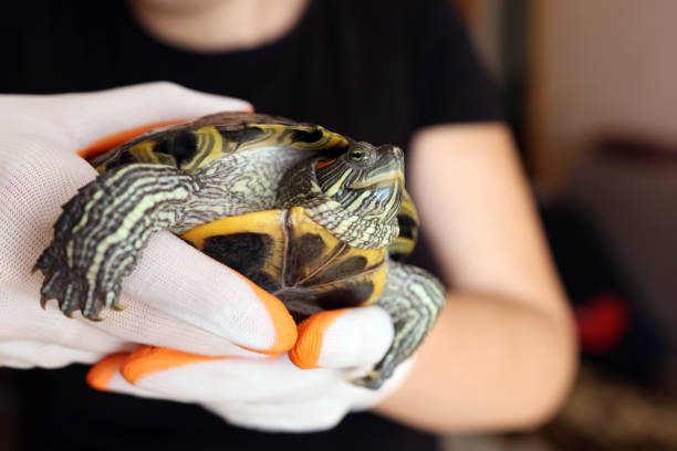 istock People care for and play with a pet red-eared turtle. 2185004423
