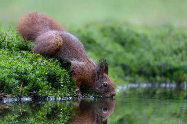 istock Eurasian red squirrel (Sciurus vulgaris) drinking water in a pool 2185004627