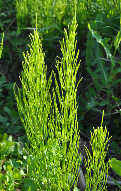 istock Horsetail field (Equisetum arvense) grows in nature. 2185005052