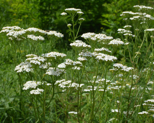 istock Yarrow (Achillea) blooms naturally in the grass 2185005054