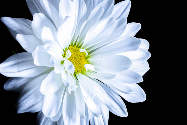 istock Closeup of a White Daisy 2185005951