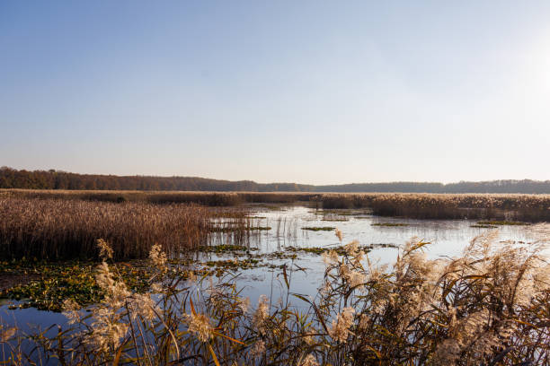 istock Reeds on the lake shore 2185006182