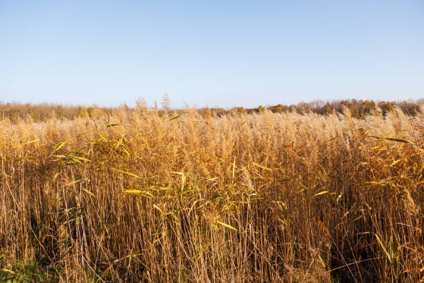 Reeds on the lake shore