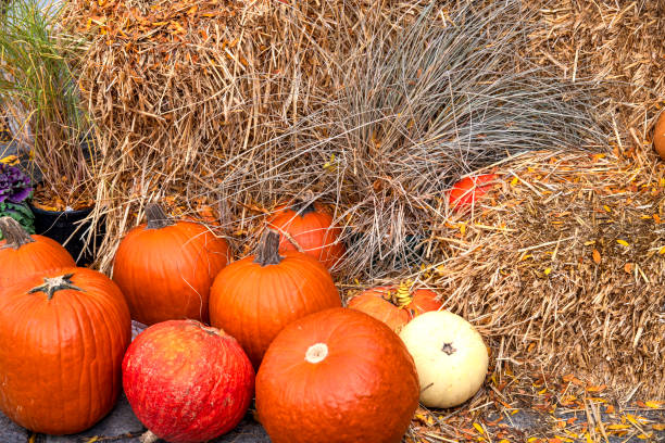 Autumn Harvest Scene with Pumkins and Hay, within the season of Autumn