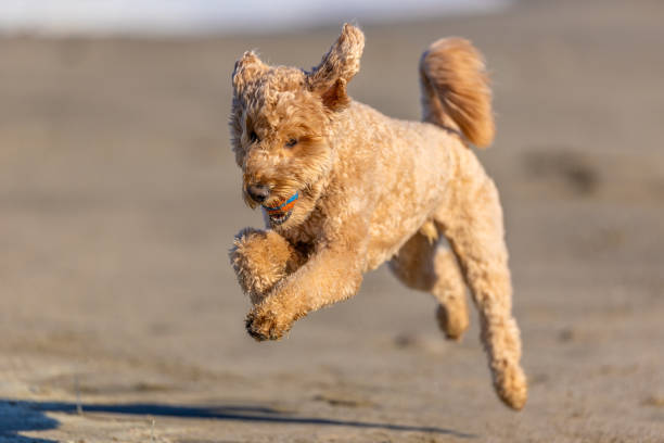 istock Goldendoodle Off Leash Fetch and Running 2185009402