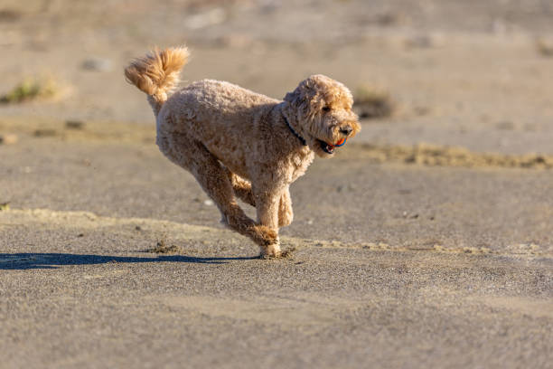 Goldendoodle playing an off-leash game of fetch, getting exercise at the beach in Pacifica, CA.