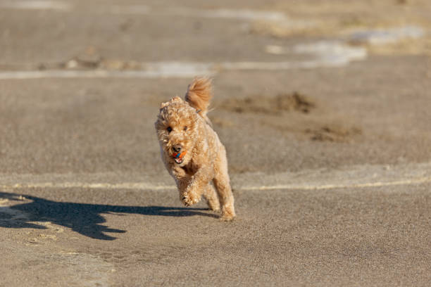 Goldendoodle playing an off-leash game of fetch, getting exercise at the beach in Pacifica, CA.