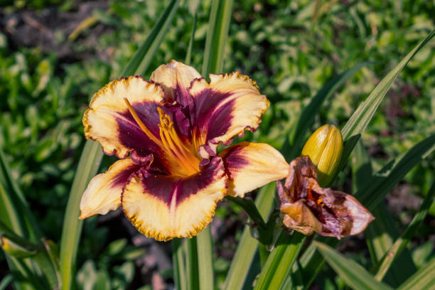 istock A delicate lily with blossoming petals, decorated with dew, symbolizes the purity and elegance of nature 2185009904