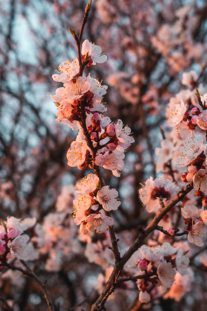istock Pink flowers of apricot tree in sunset rays. 2185010182