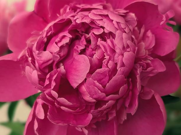 istock Pink peony close-up. Flower background. Selective focus. 2185011061