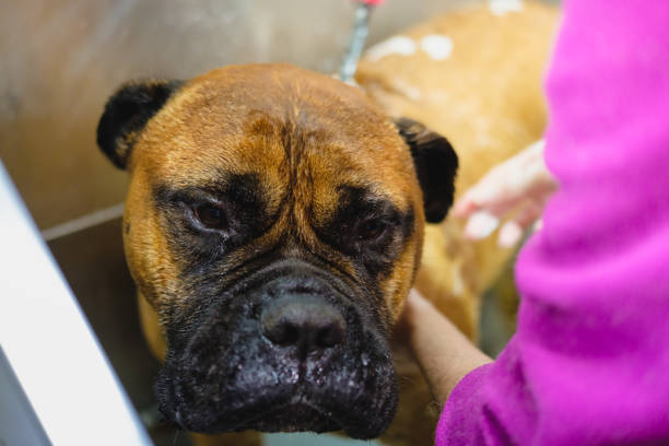 Bull mastiff having a grooming session - bath