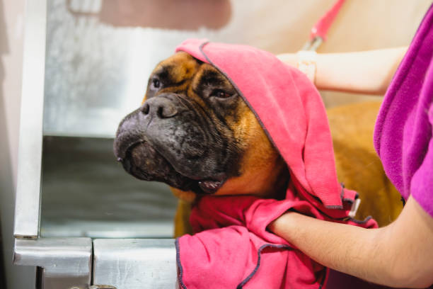 Bull mastiff Dog having a grooming session